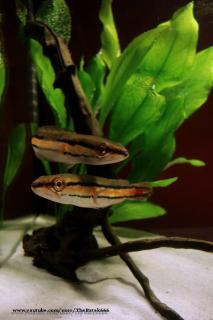 Wężogłów czerwony - Channa micropeltes