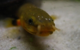 Trzcinnik - Erpetoichthys calabaricus