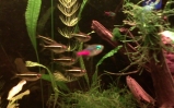 Neon czarny - Hyphessobrycon herbertaxelrodi