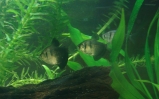 akwarium Żałobniczka