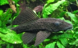 Plekostomus - Hypostomus plecostomus