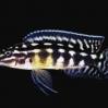 Naskalnik Marliera  - Julidochromis marlieri