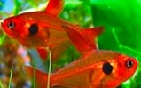 Barwieniec czerwony - Megalamphodus sweglesi