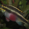 Barwniak czerwonobrzuchy - Pelvicachromis pulcher