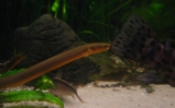 Trzcinnik - Erpetoichthys calabaricus