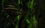 akwarium Barwniak czerwonobrzuchy