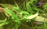 Heterantera paskowana - Heteranthera zosterifolia