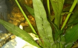 Żabienica amazońska - Echinodorus amazonicus