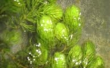 Rogatek sztywny - Ceratophyllum demersum