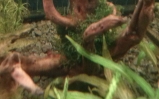 Mech jawajski - Vesicularia dubyana