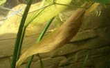 Żabienica wielkolistna - Echinodorus macrophyllus