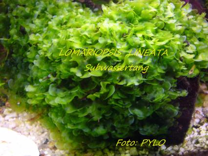 Lomariopsis lineata - Lomariopsis lineata