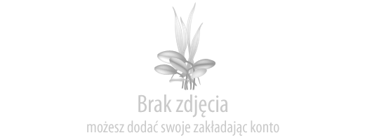 Ludwigia żołędna - Ludwigia glandulosa ('perennis')