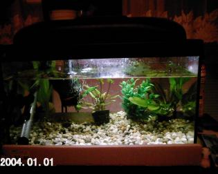 akwarium psiadające: pokrywę ,wewnętrzny filtr z  napowietrzaczem, grzałkę, dwie sztuczne roślinki i dwie prawdziwe: Cryptocoryna becetti i Echinodorus rubra variegata,
oraz podłoże z kamyków