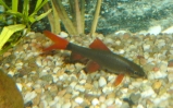 akwarium Grubowarg dwubarwny