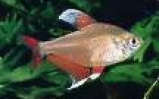 akwarium Bystrzyk barwny