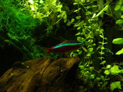 Neon czerwony - Paracheirodon axelrodi