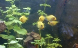 akwarium Żółtaczek indyjski