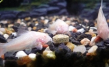 akwarium Kirysek albinos
