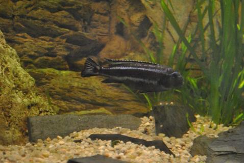 Pyszczak maingano - Melanochromis cyaneorhabdos