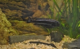 Pyszczak maingano - Melanochromis cyaneorhabdos