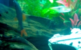 akwarium Grubowarg dwubarwny