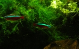 Neon czerwony - Paracheirodon axelrodi