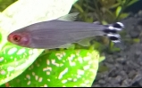 akwarium Zwinnik czerwonousty