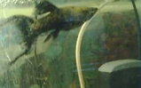 akwarium Molinezja Żaglopłetwa