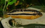 Pyszczak złocisty - Melanochromis auratus