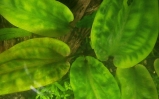 Żabienica łamliwa - Echinodorus Parviflorus Tropica