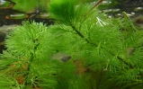 Kabomba zielona - Cabomba aquatica