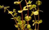 Rotala okrągłolistna - Rotala rotundifolia