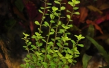 Rotala okrągłolistna - Rotala rotundifolia