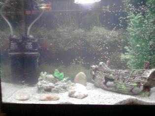 Moje akwarium jest jak prawdziwe morze :)